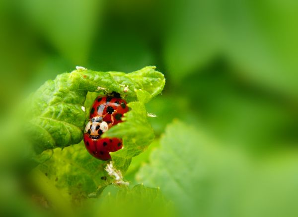 Ladybug XXX